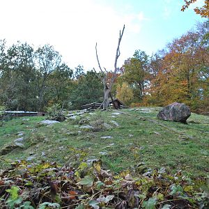 Autumn in Skanes Animal Park - Wolverine! (In the bigger of the two enclosu