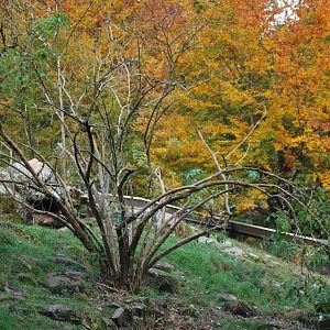 Autumn in Skanes Animal Park - Wolverine! (In the bigger of the two enclosu