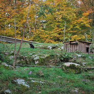 Autumn in Skanes Animal Park - Wolverine! (In the bigger of the two enclosu