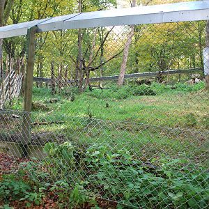 Autumn in Skanes Animal Park - the smaller of the two wolverine enclosures