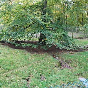 Autumn in Skanes Animal Park - red fox enclosure