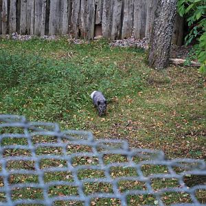 Autumn in Skanes Animal Park - the enclosure for arctic fox