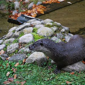 Autumn in Skanes Animal Park - "Ilse", the otter female i