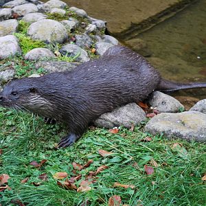 Autumn in Skanes Animal Park - "Ilse", the otter female i
