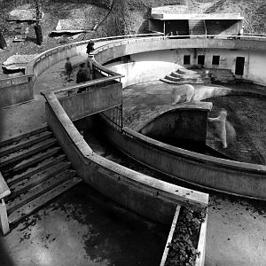 EARLY DAY POLAR BEAR PIT