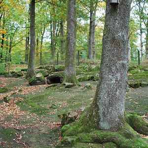 Autumn in Skanes Animal Park - badger enclosure