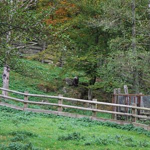 Autumn in Skanes Animal Park - the musk ox herd