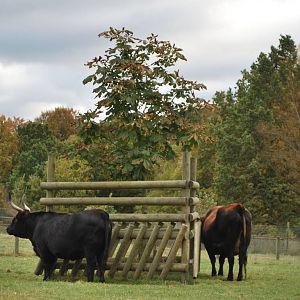 Autumn in Skanes Animal Park - aurochs