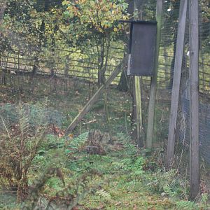 Autumn in Skanes Animal Park - Ural owl aviary