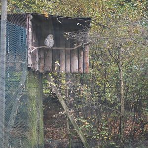 Autumn in Skanes Animal Park - Ural owl aviary