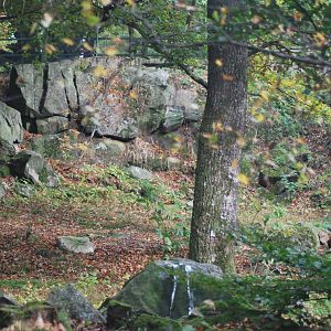 Autumn in Skanes Animal Park - eagle owl aviary