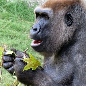 Lowland Gorilla