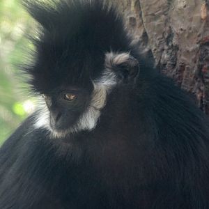 Francois' Langur Los Angeles Zoo 10-18-2009