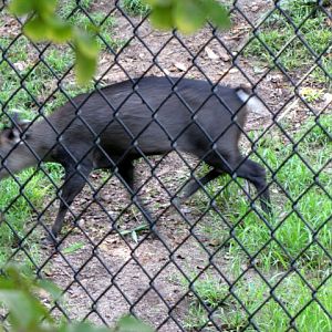 Tufted Deer Los Angeles Zoo 10-18-2009