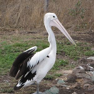 Darling Downs Zoo 19 Oct 2009 - Pelican