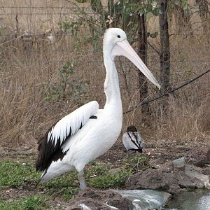 Darling Downs Zoo 19 Oct 2009