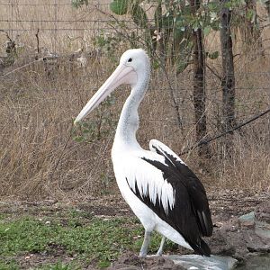 Darling Downs Zoo 19 Oct 2009