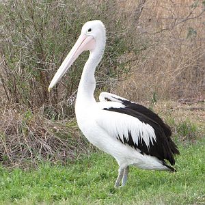 Darling Downs Zoo 19 Oct 2009 - Pelican