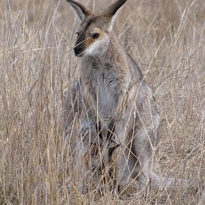 Darling Downs Zoo 19 Oct 2009 - Red Necked Wallaby