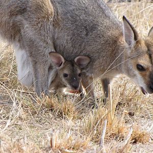 Darling Downs Zoo 19 Oct 2009 - Red Necked Wallaby