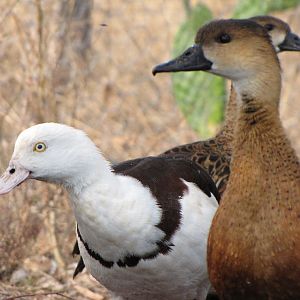 Darling Downs Zoo 19 Oct 2009 - Ducks