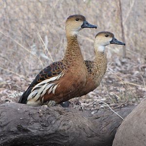 Darling Downs Zoo 19 Oct 2009 - Water Whistlers