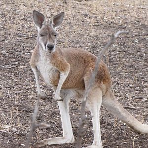Darling Downs Zoo 19 Oct 2009 - Red Kangaroo