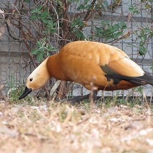 Darling Downs Zoo 19 Oct 2009 - Ruddy Shelduck
