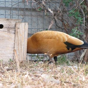 Darling Downs Zoo 19 Oct 2009 - Ruddy Shelduck
