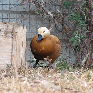 Darling Downs Zoo 19 Oct 2009 - Rudey Shelduck