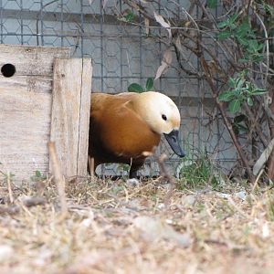 Darling Downs Zoo 19 Oct 2009 - Ruddy Shelduck