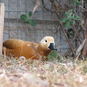 Darling Downs Zoo 19 Oct 2009