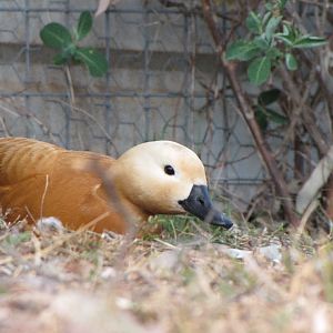 Darling Downs Zoo 19 Oct 2009