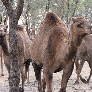Darling Downs Zoo 19 Oct 2009