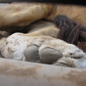 Darling Downs Zoo 19 Oct 2009
