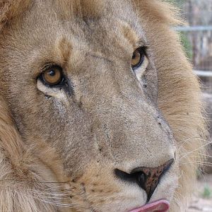 Darling Downs Zoo 19 Oct 2009