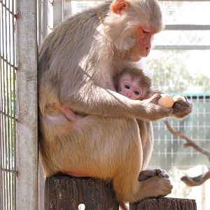 Darling Downs Zoo 19 Oct 2009