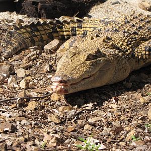 Darling Downs Zoo 19 Oct 2009
