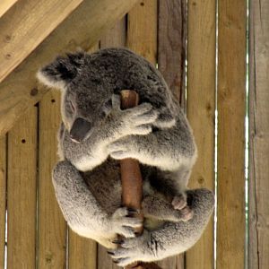 Koala 10-18-2009