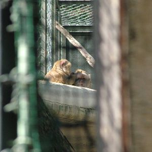 Macaques at Bioparco Rome 15/10/09