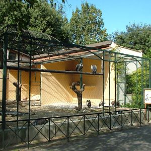 Vulture Aviary at Bioparco Rome 15/10/09