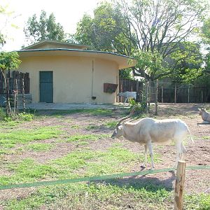 Addax enclosure at Bioparco Rome 15/10/09