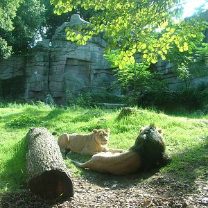 Asian Lion enclosure at Bioparco Rome 15/10/09