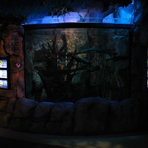 Gold Rush River - Lake Exhibit
