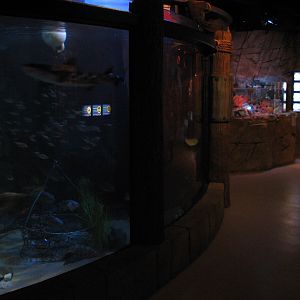 San Francisco Harbor - Leopard Shark Exhibit