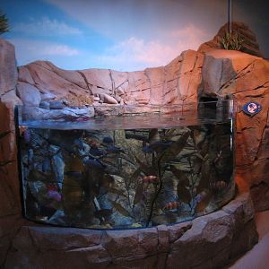 California Coast - Open-top Exhibit