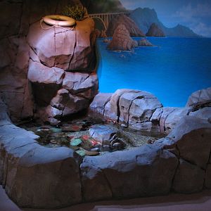 California Coast - Tide Pool Exhibit