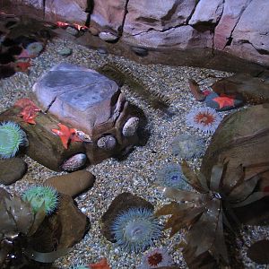California Coast - Tide Pool Exhibit