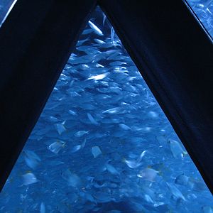 Shoaling Ring - Detail