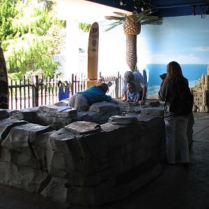 Southern California Tide Pool - Touch Exhibit